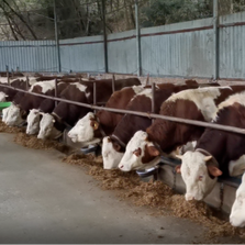 带你了解牛维生素E缺乏症相关知识