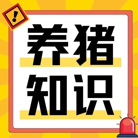 猪突然吐血 拉黑色粪便！警惕猪胃溃疡！