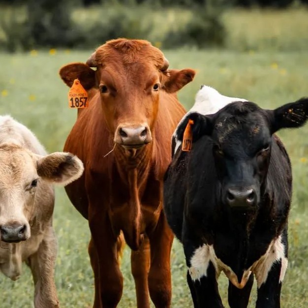 养牛的心头大患——牛口蹄疫病，随着入冬又发生了！