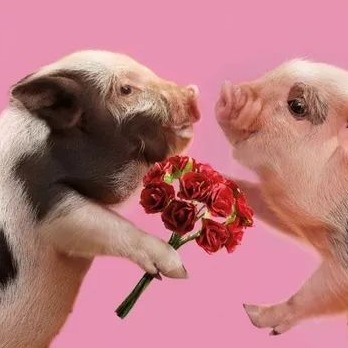 警惕！又一猪企巨头重整延期半年，负债率70%压顶！专家：猪价下行期先活下来