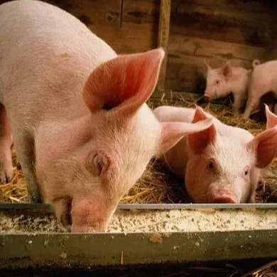 猪价一夜反水！20省猪价飘红，11月是涨是跌？