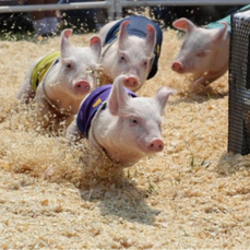雷霆上涨！猪价“涨声”响起！一夜反转飘红！市场已吹响反攻号角？