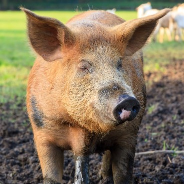 【养猪技术】年关将至，肥猪发病、仔猪腹泻？原来是这些病原在捣蛋！