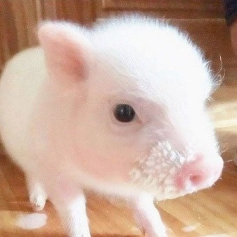 冬季养猪防寒保暖6大方法