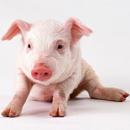 解决猪不吃，10个养猪9个错！学会第一针，让你立马搞定！