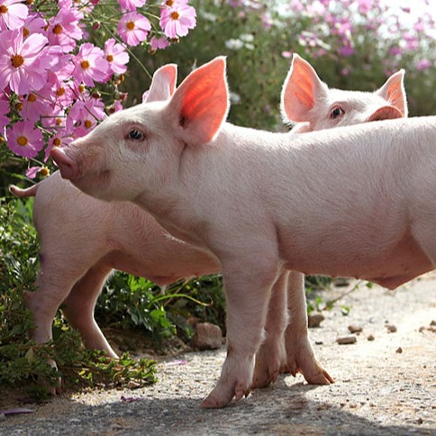 目前规模化养猪场驱虫方面的误区及改进措施