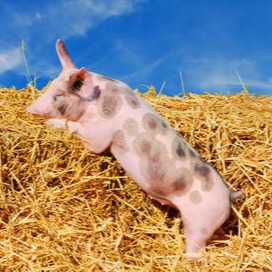 告别投机，回归养猪本质，适者生存