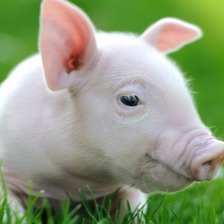 特别关注：养猪业迎10年最大变局！两部委联手放出“王炸”，猪价拐点真的来了？