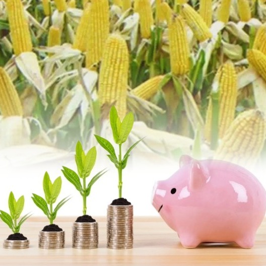 冬季来临 猪肉需求增加 | 玉米 豆粕行情