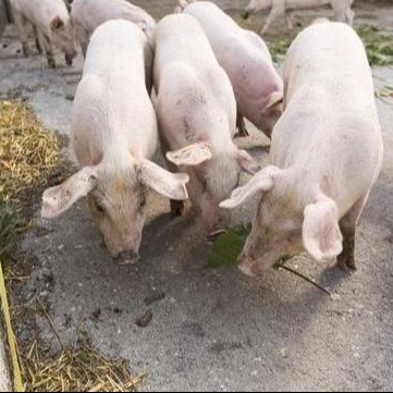 荧光PCR技术破解非瘟防控难题，精准消杀省50%成本！