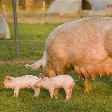 仔猪前腿站不起、不吃食别慌！3大疾病鉴别法+3个治疗妙招