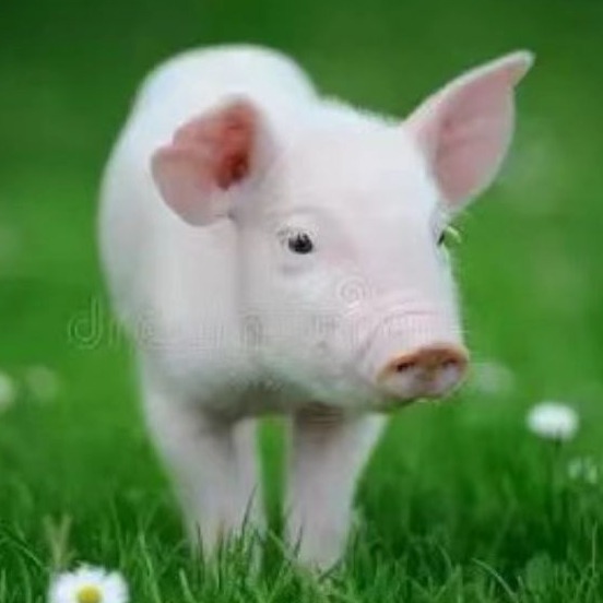 产房如何提高仔猪成活率