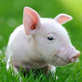 养猪就是养肠道！看懂这篇，您就懂了养猪的一半