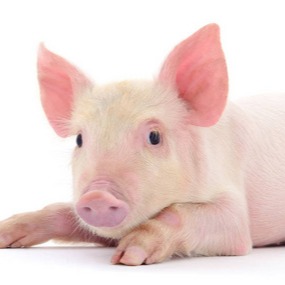 【养猪技术】猪病久治不愈，竟然是养猪人的错！看看你中了几条