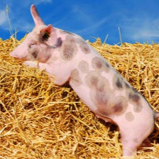 新手养猪，抓准 3 点少走弯路！