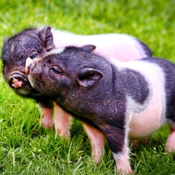 养猪场咬尾危机：应激与营养，谁是“幕后推手”？