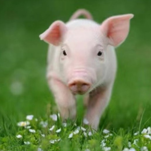 如何提升断奶母猪静立比例