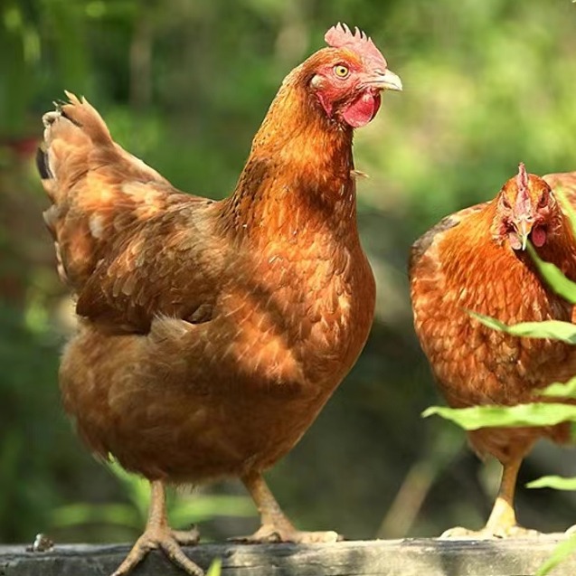 冬季蛋鸡舍温湿度精准调控，筑牢产蛋性能防线