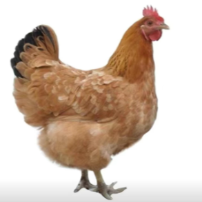 冬季蛋鸡光照与营养优化，破解产蛋率下滑难题