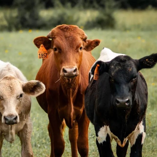 10种喂牛法，既省钱，牛又长得快！