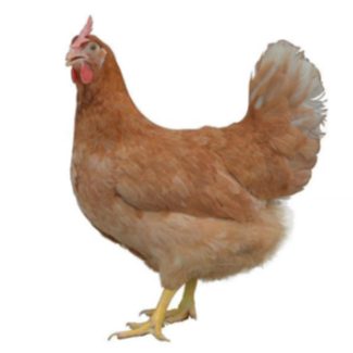 冬季蛋鸡高发疾病防控，守护养殖收益安全