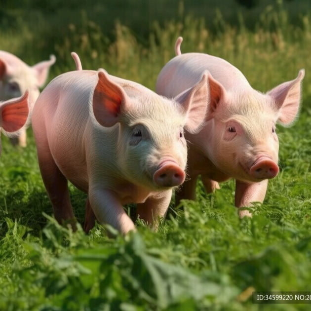 小猪倒地急性死亡，幕后元凶究竟是谁？