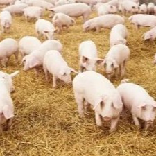 猪呼吸道疾病频发？这些防治妙招你知道吗？