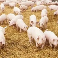 寒冬来袭！猪肺炎支原体防控刻不容缓