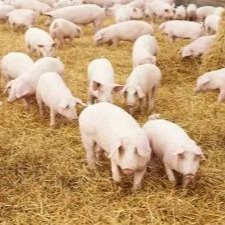 母猪产后消炎难题怎么破？清宫、用药全揭秘！