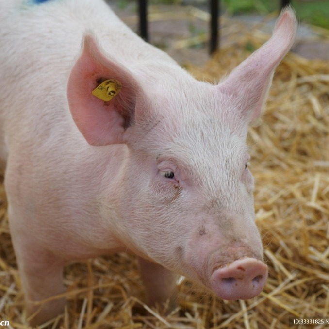 建议收藏！弱仔复壮育成特殊营养解决方案