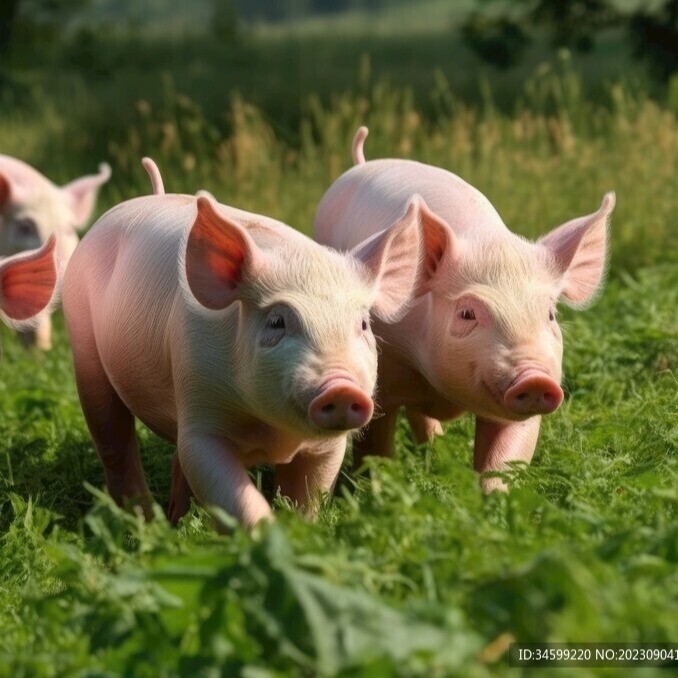 惊！小小大蒜竟成养猪“神器”，降本增效全搞定！