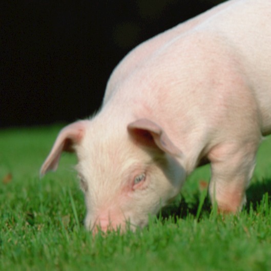 治疗副猪嗜血杆菌有什么经验吗？