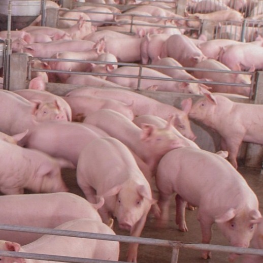 猪体温反复高烧怎么办？