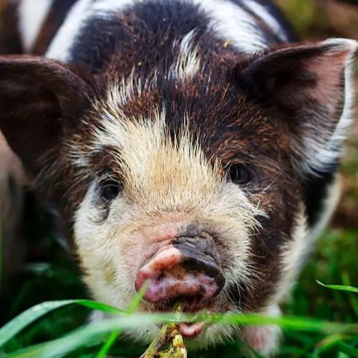 出栏量猛增超60%！猪企最新成本曝光！牧原5.8、温氏6.2、唐人神6.65