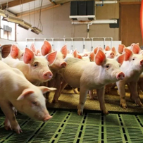 保育猪转育肥前的准备工作