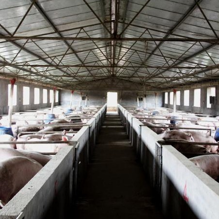 育肥猪常规保健方案