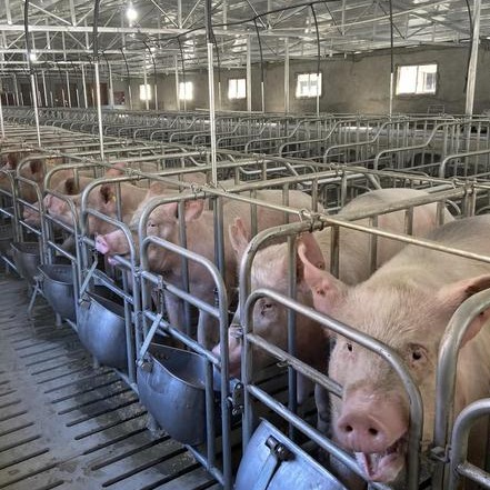 育肥猪的饲养管理