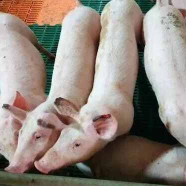 猪水肿病临床表现与鉴别诊断分析（附鉴别诊断表）