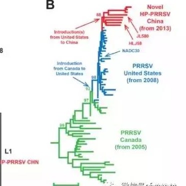 PRRSV阳性后备猪通过“LCHT+Rollover”实现蓝耳双阴净化