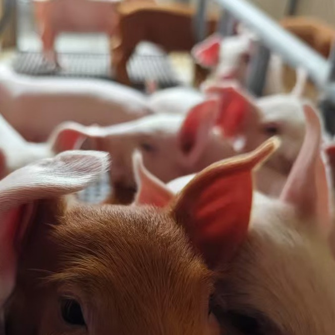 别让空怀母猪耗成本！超详细母猪孕检攻略，分阶段教你精准识别！