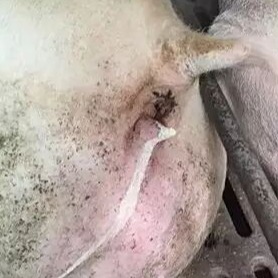 猪尿白尿是怎么回事？该如何治疗？