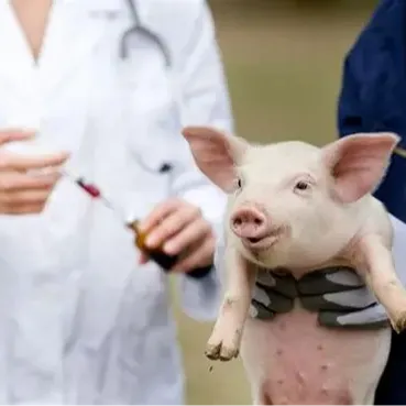  猪疝病的遗传特点、症状及对策