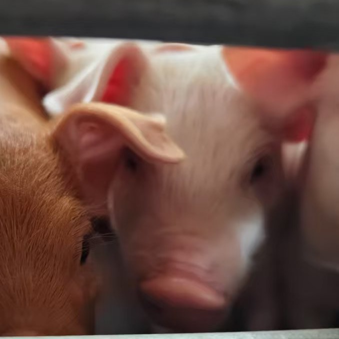 常用兽药地塞米松的药理作用和九大应用禁忌