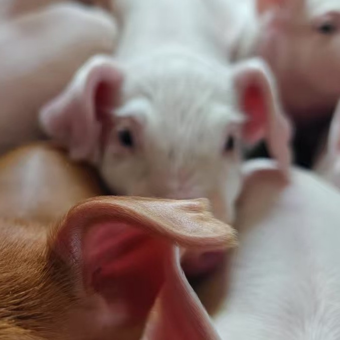 母猪产程“延迟“”“滞产”怎么办？您应该这样处理！