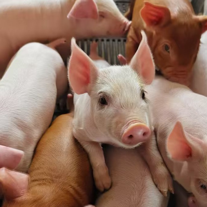 猪弓形虫病防治对策