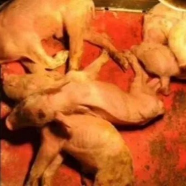 PEDV G2c分支毒株感染的猪流行性腹泻疫情处置结果分享