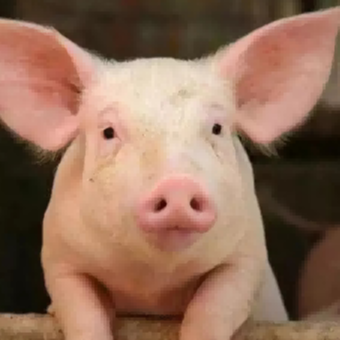 猪蓝耳病的流行新趋势与综合防控：基于病原特性与药物干预的深度解析