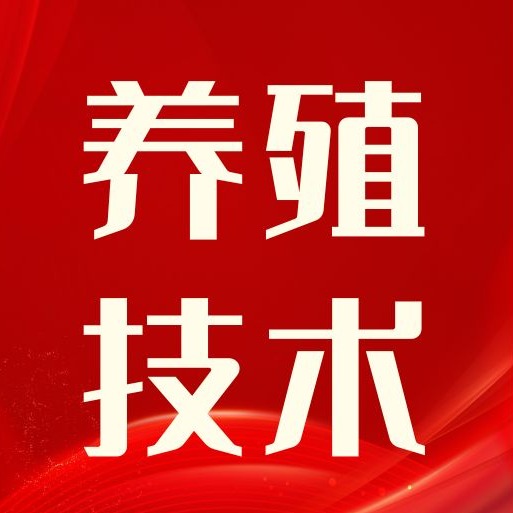 为何母猪会趴窝不起？