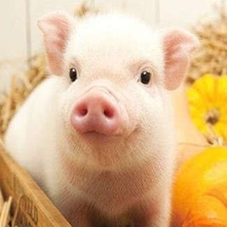 老养殖户私藏：6个养猪小技巧，不用高科技，散养户照着做就行