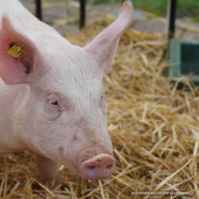 美豆消息满天飞，是炒作还是真有“大单”？